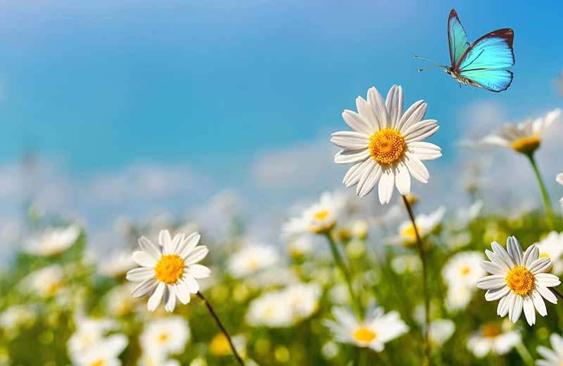 Offerte per le vacanze